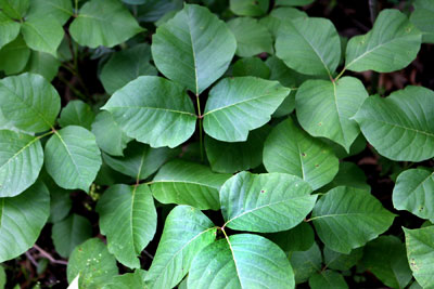 Poison Oak and Poison Ivy Cures and Causes